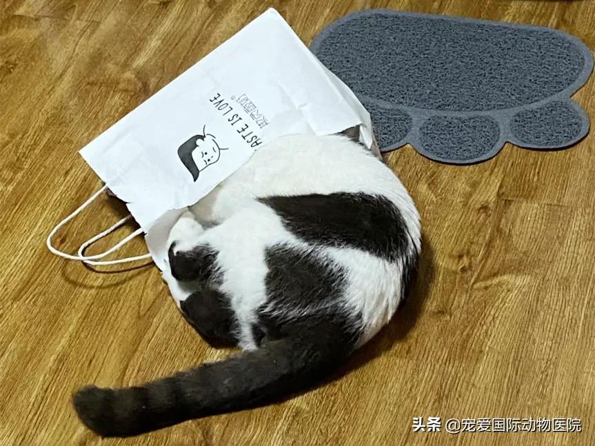 一般猫咪都有猫冠状病毒吗,猫咪冠状病毒传染性腹膜炎