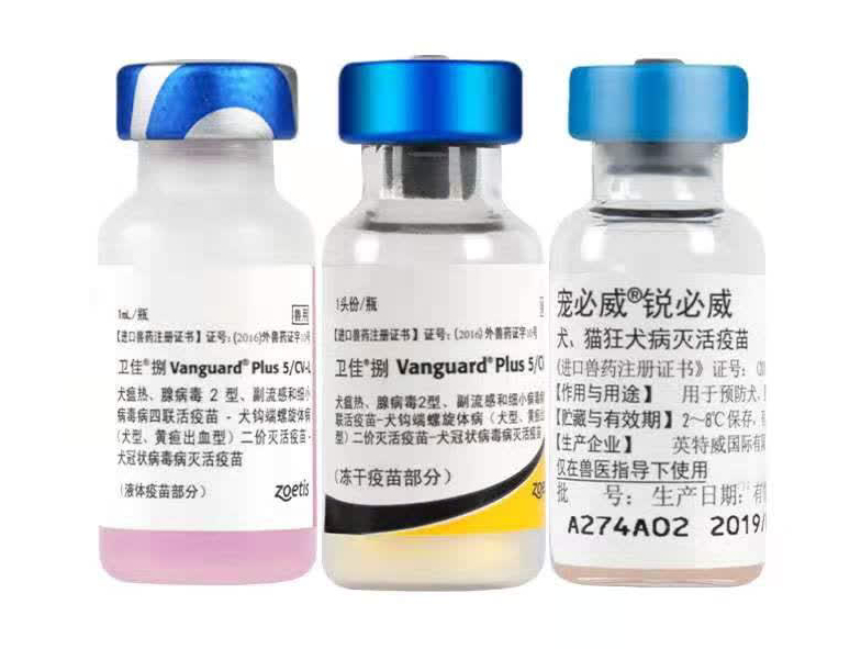 狗子疫苗怎么打避坑,狗子每年都要打疫苗吗