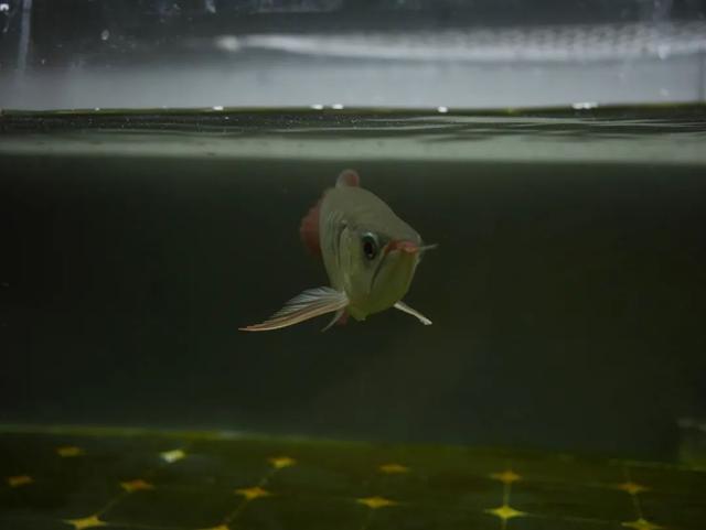 红龙掉眼封缸有用吗,红龙放黑缸污垢很严重