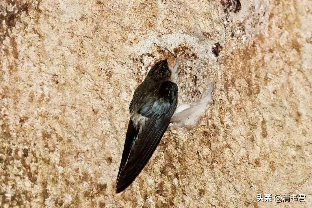 雨燕是世界上飞得最快的鸟吗,雨燕是飞得最快的燕子吗