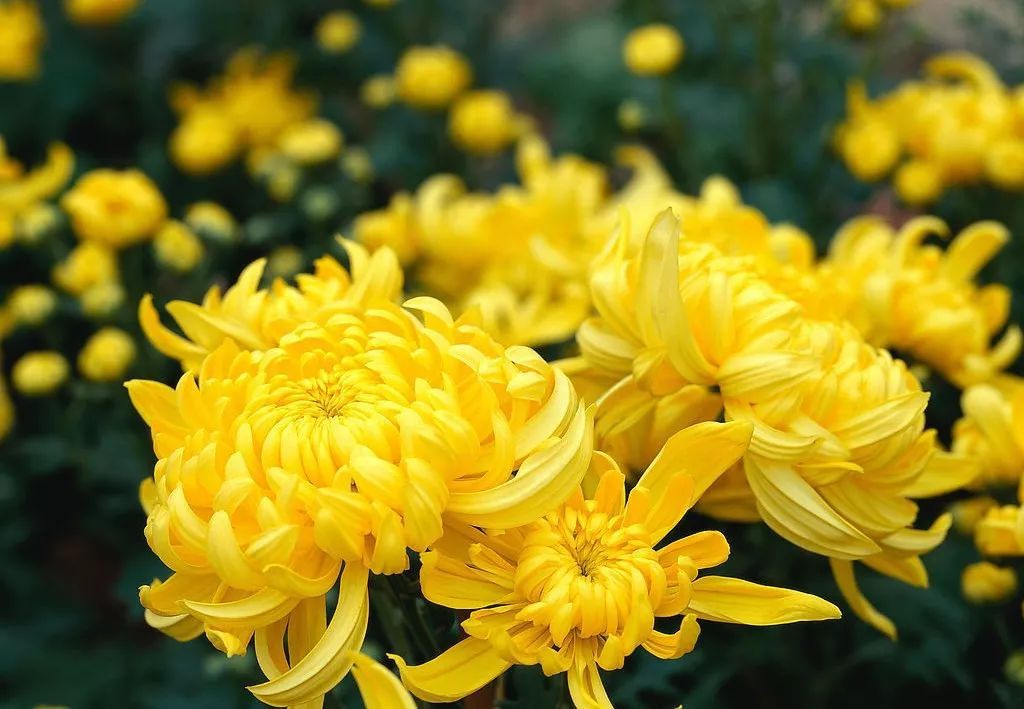 每日一练孟浩然过故人庄赏析,孟浩然过故人庄优美风光的句子