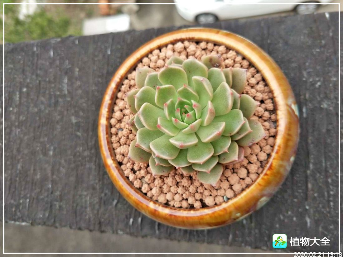 艾格尼亚多肉植物,多肉植物奥利维亚