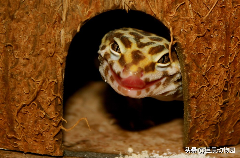 爬宠豹纹守宫怎么养,豹纹守宫繁育过程