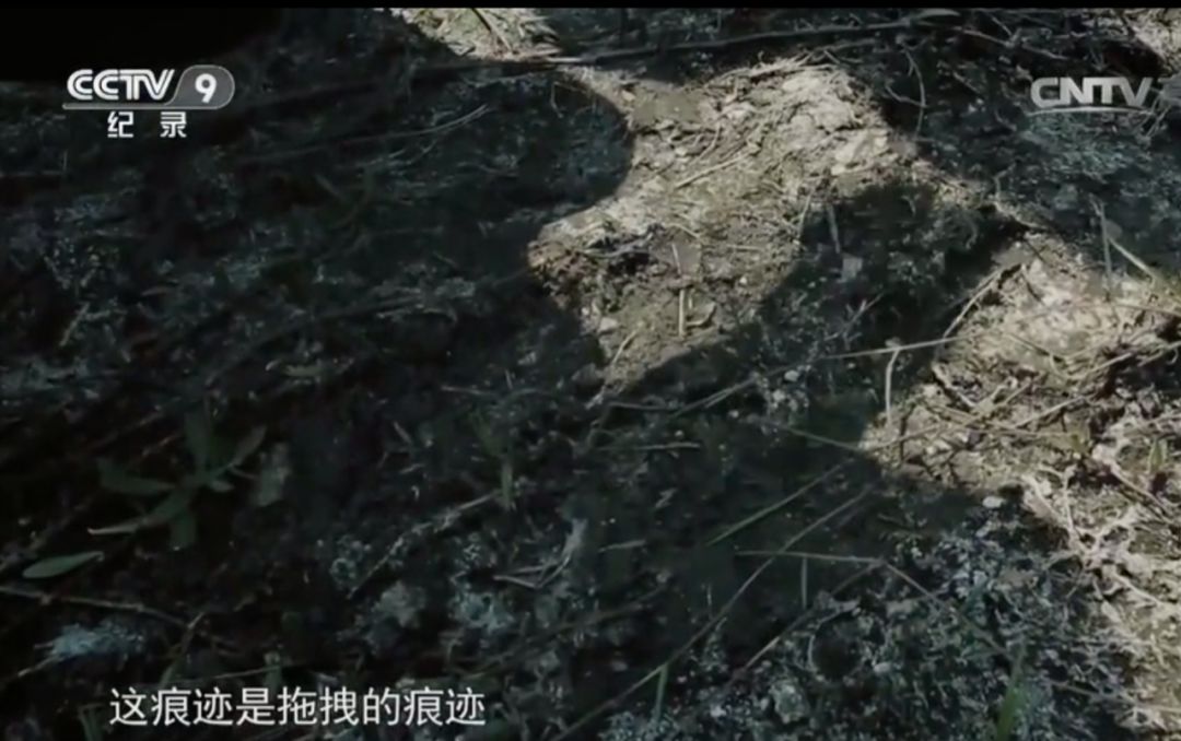 成功处理尸体,专业人士处理尸体