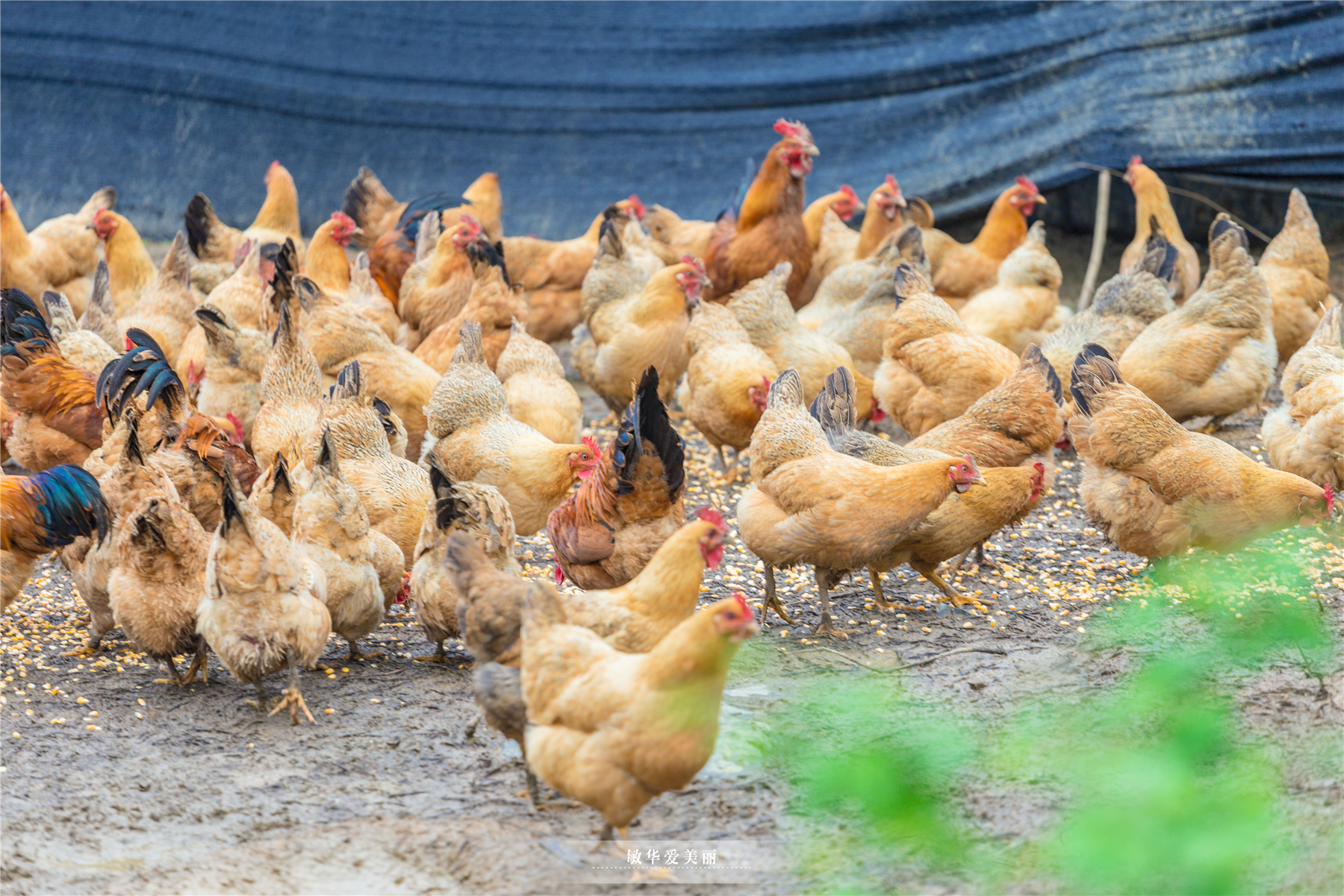 阳朔美食全攻略,阳朔必吃美食攻略