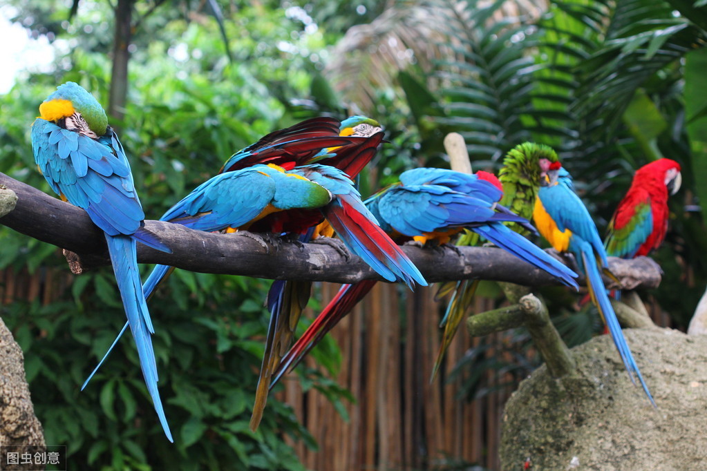 鹦鹉夏天驱虫的最好方法,玄凤鹦鹉除了驱虫还要注意哪些