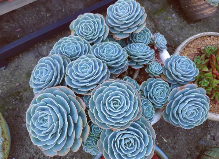 荷花多肉叶插成活率高吗,多肉淡雪叶插成活率高吗