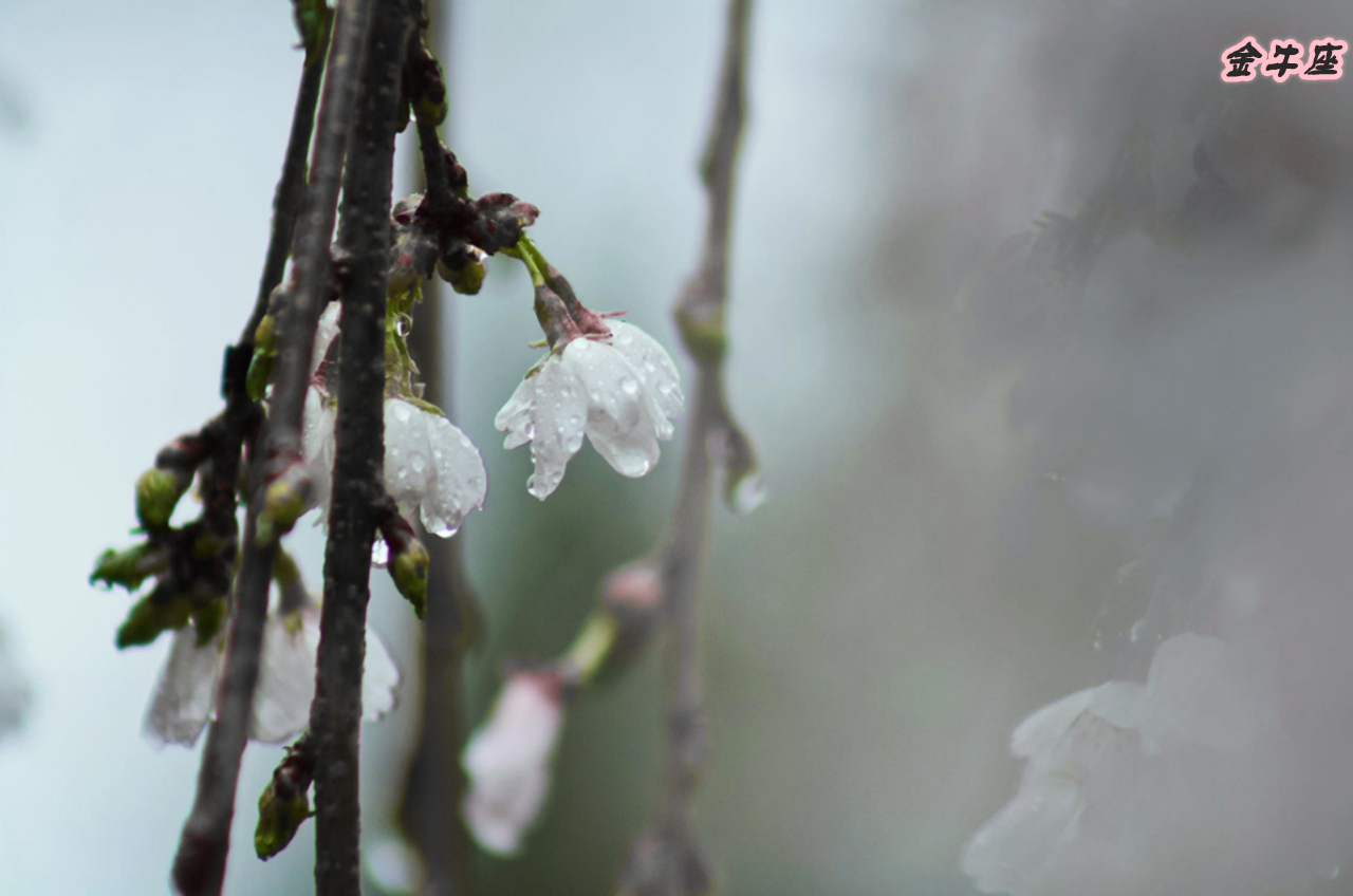 哪个星座男是钢铁直男,12星座中最直男的星座