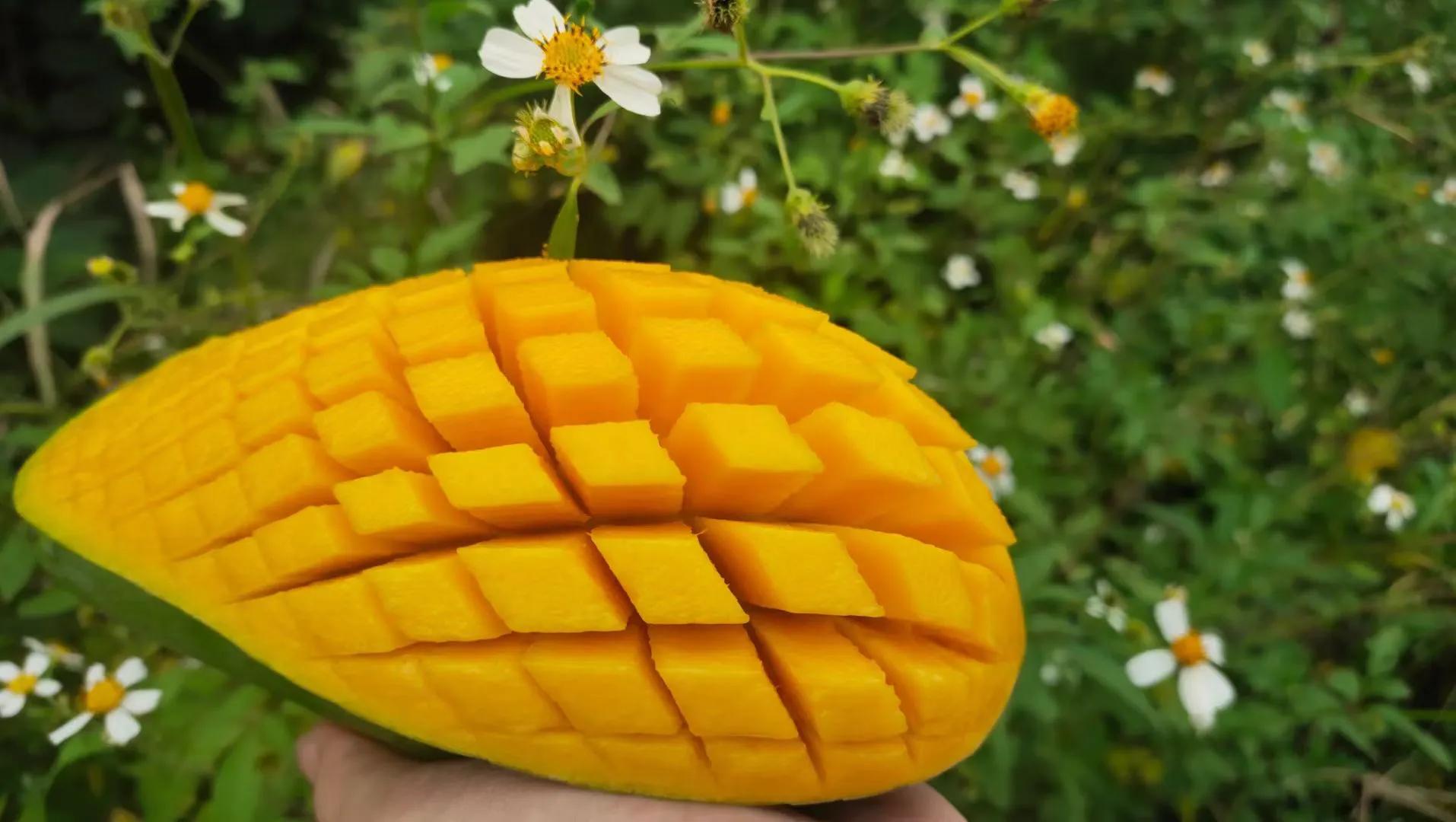 越南大青芒和攀枝花大青芒,越南大青芒为什么那么便宜