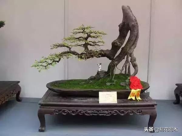 鬼斧神工的侧柏盆景图,鬼斧神工盆景效果图