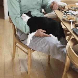 幼猫猫咪的体重多少才是正常体重,猫咪肥胖标准图