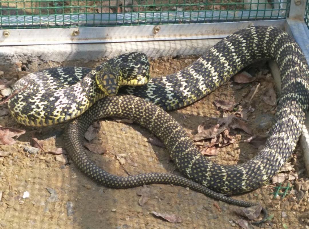 菜花蛇到底是不是无毒蛇,菜花蛇无毒为什么能称百蛇之王