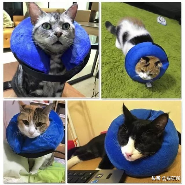 伊丽莎白圈猫咪,伊丽莎白圈有危险吗
