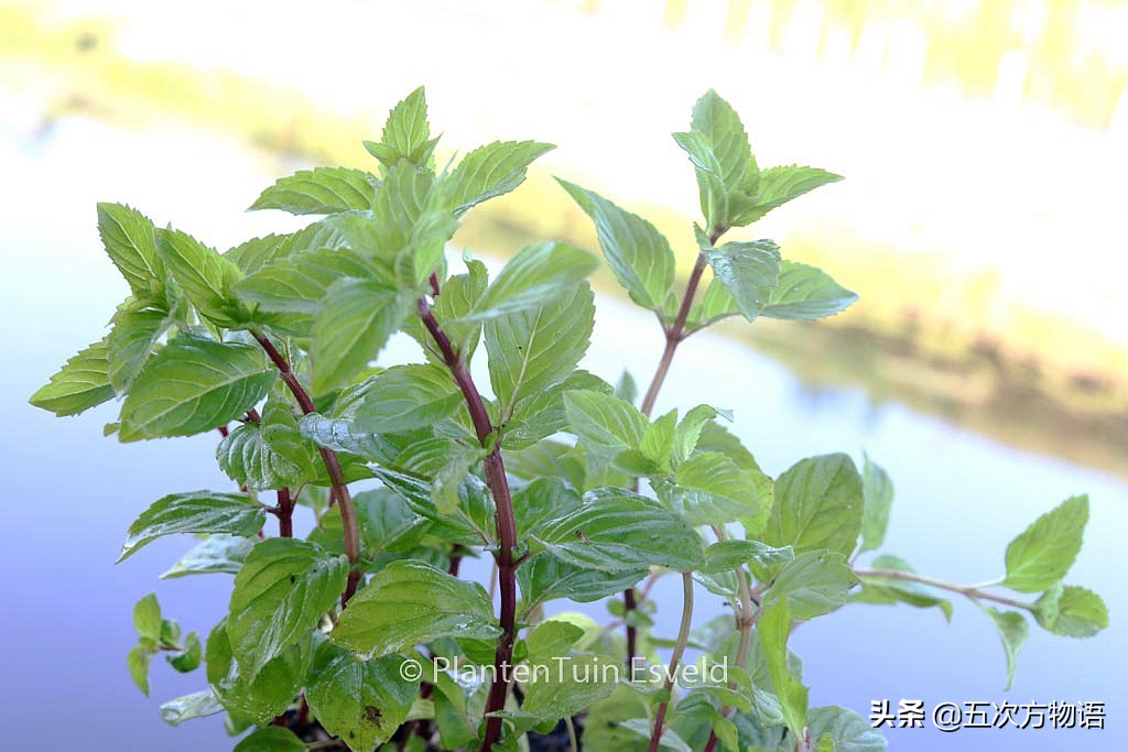 10种口味薄荷糖,十种薄荷