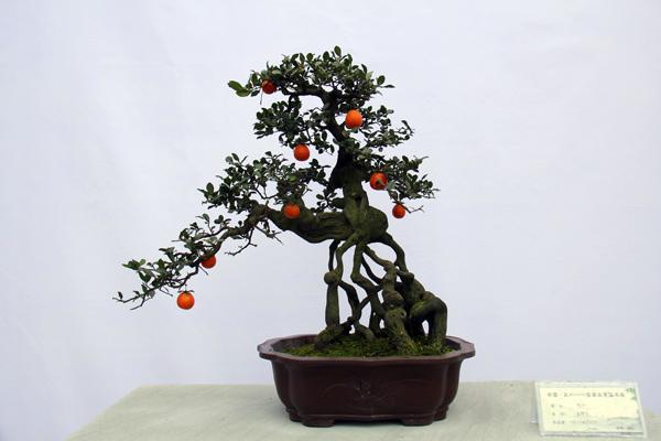 养金弹子记住这几句话,养金弹子口诀