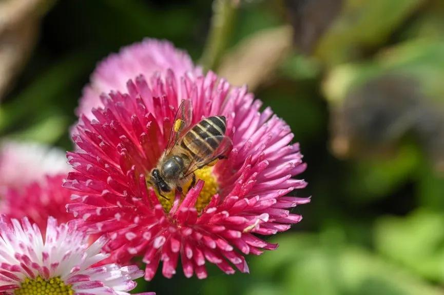 微距为什么都是超广角,微距为什么要三脚架和灯