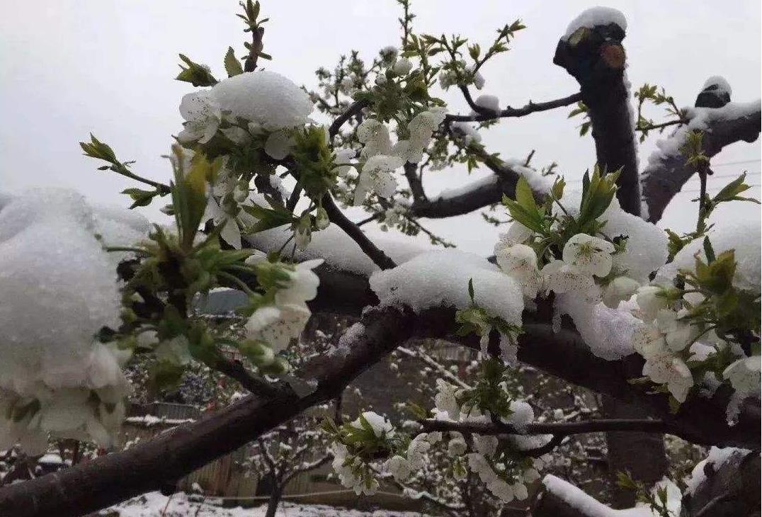 樱桃早春冻害怎么办？预防不当，颗粒无收！