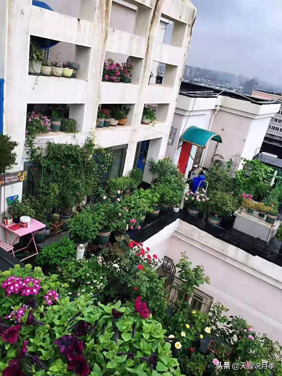 露台打造花海,她用10年改造庭院