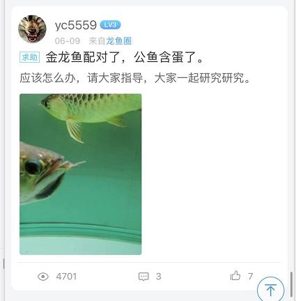 重磅|国内缸内金龙鱼繁殖重大突破,附65天跟踪记录