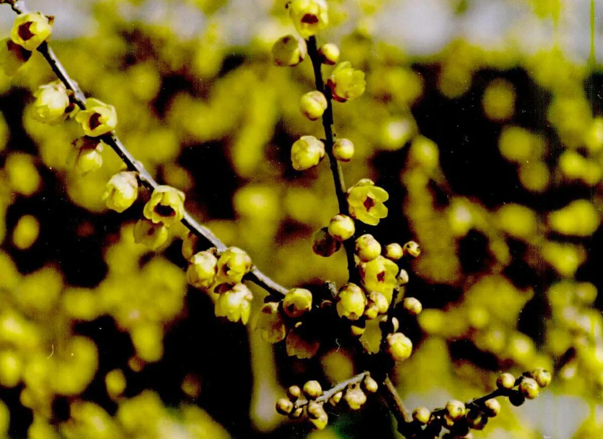 腊梅花叶子蔫了怎么回事,腊梅花叶子发黄