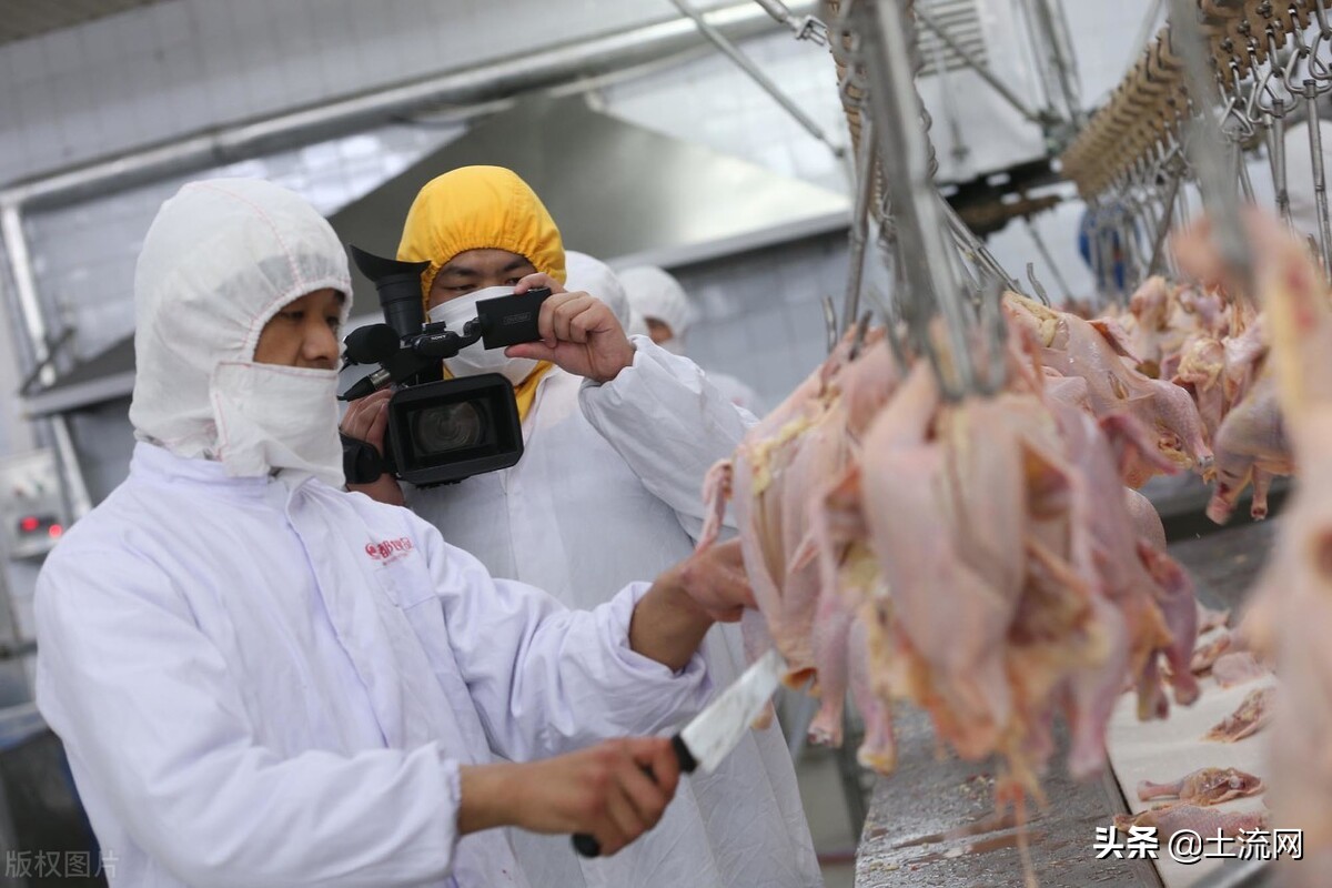 开个杀猪屠宰场要办什么证,办个杀鸡屠宰场什么手续