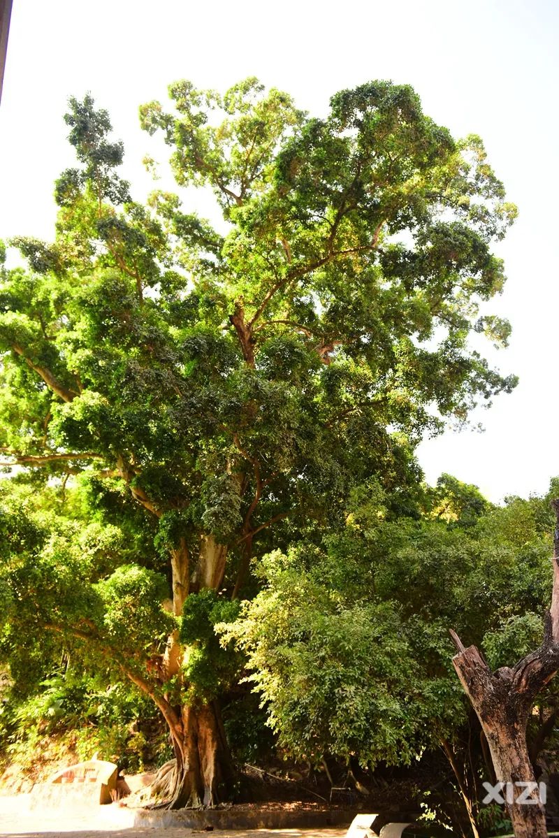 美丽鹅城,最美鹅城