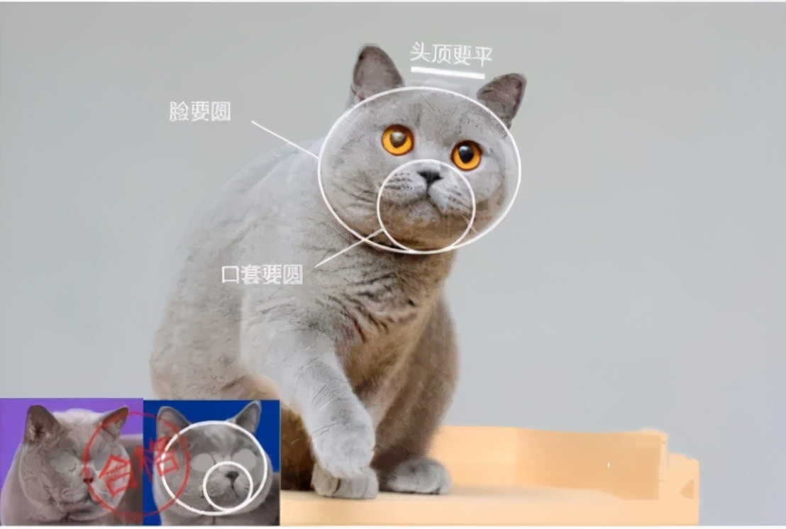英短蓝猫如何看品种纯不纯,英短虎斑猫怎么看纯不纯