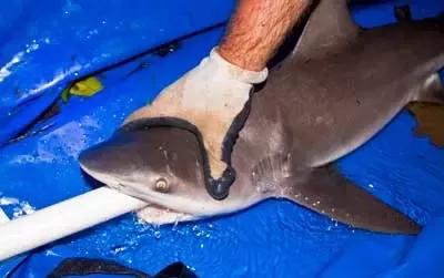 怎么淹死一条鱼,科普冷知识之怎么淹死一条鱼