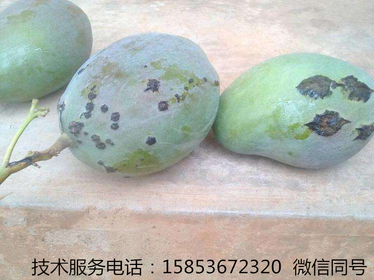 芒果炭疽病角斑病用什么药,哪些药剂可以预防芒果角斑病