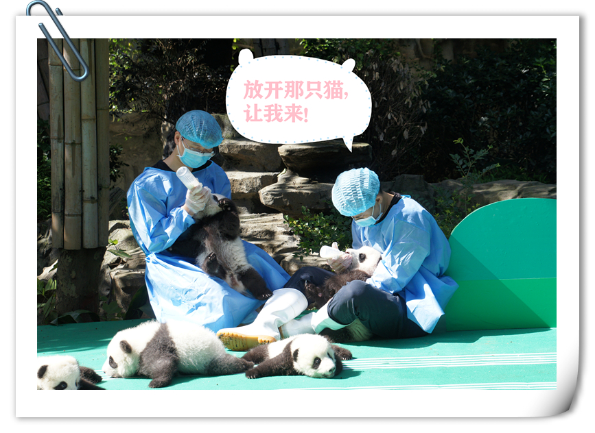 正在招募！滚滚喊你来当奶爸奶妈啦