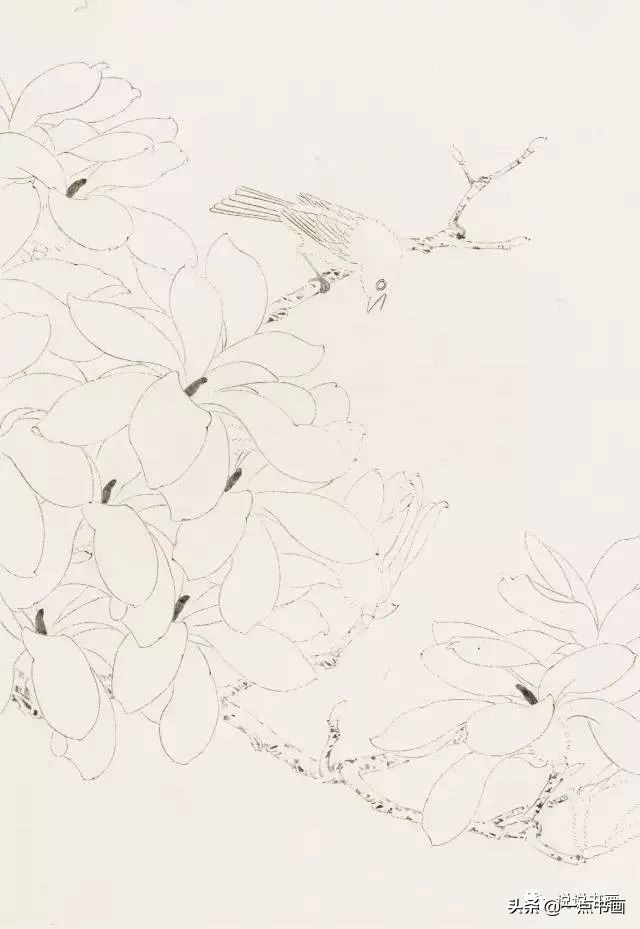 玉兰花的画法和枝干布局,玉兰花的素描画法步骤图