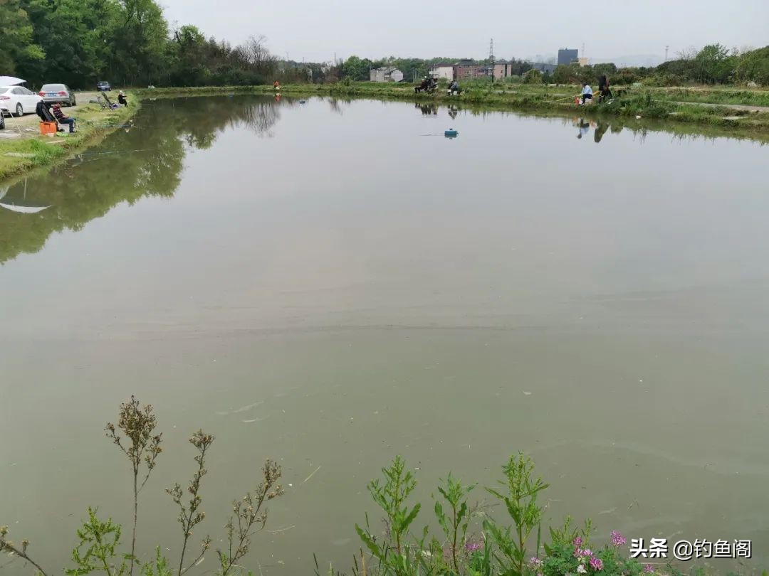 黑坑钓鱼不开口的解决方法,黑坑正钓遇到全塘不开口咋办