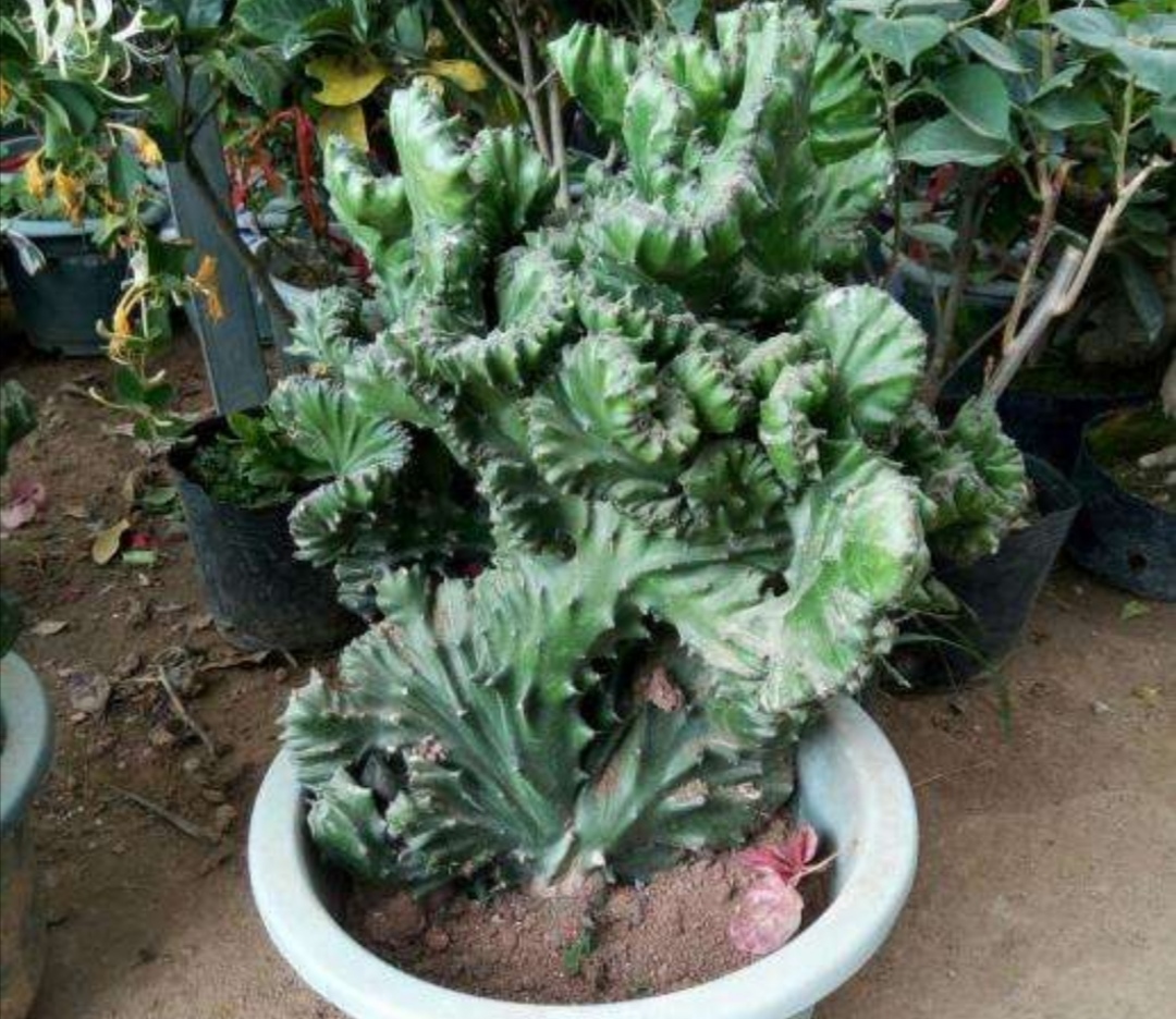 麒麟掌用什么盆栽最好,养麒麟该怎么样浇水