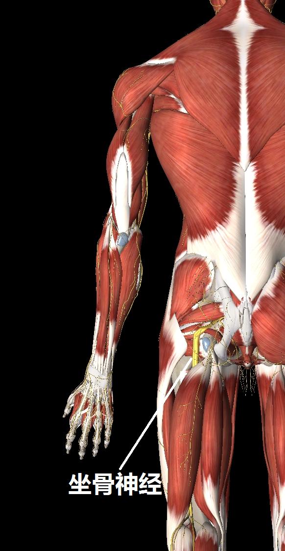 预防腰痛的正确方法,关于腰痛治疗方法有哪些