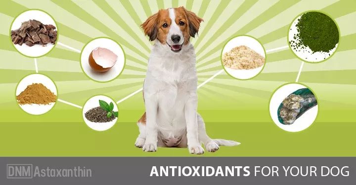 宠物亚麻籽油能代替鱼油吗,亚麻籽油猫狗能吃吗