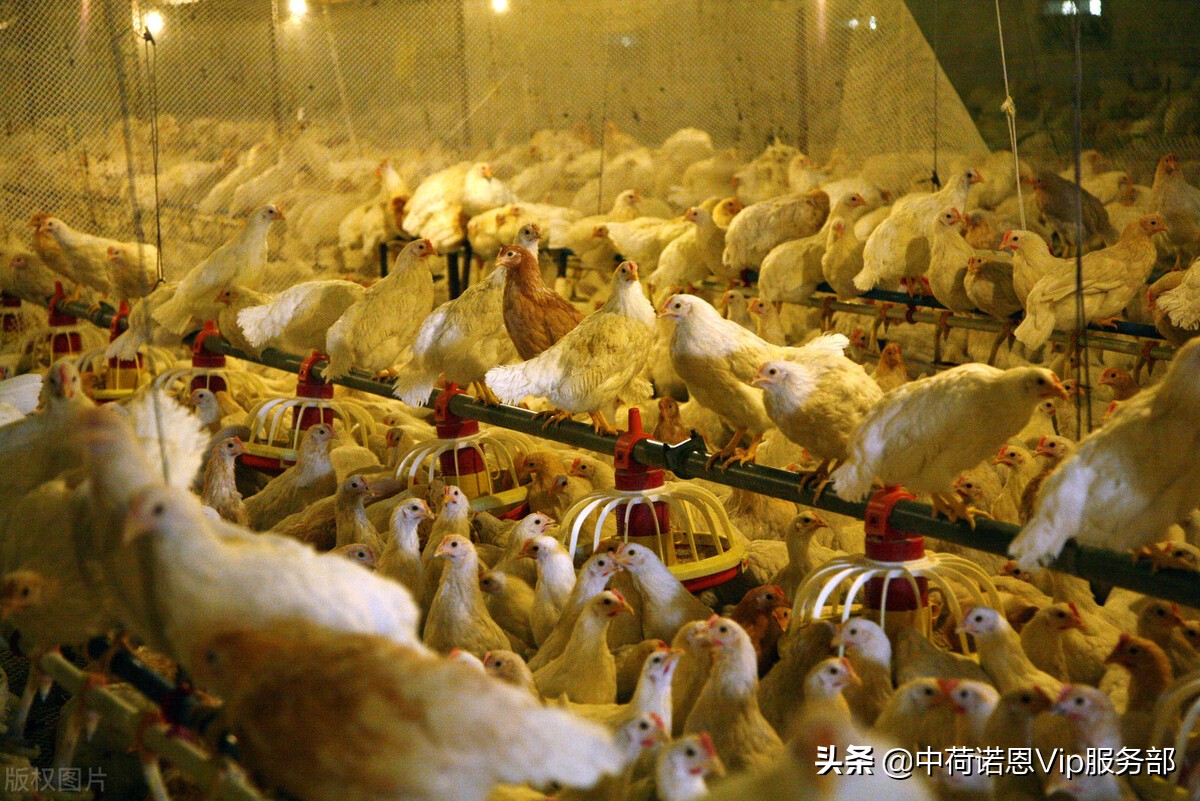 鸡互啄癖的原因有哪些,减少鸡啄癖的因素有哪些