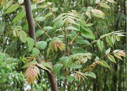 农民砍自己的树获刑,农民砍自家树最高判七年