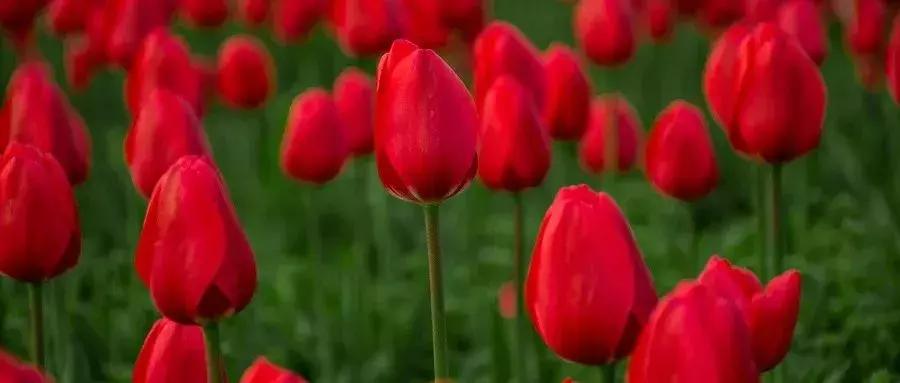 西安郁金香打卡地,去西安哪种郁金香最好