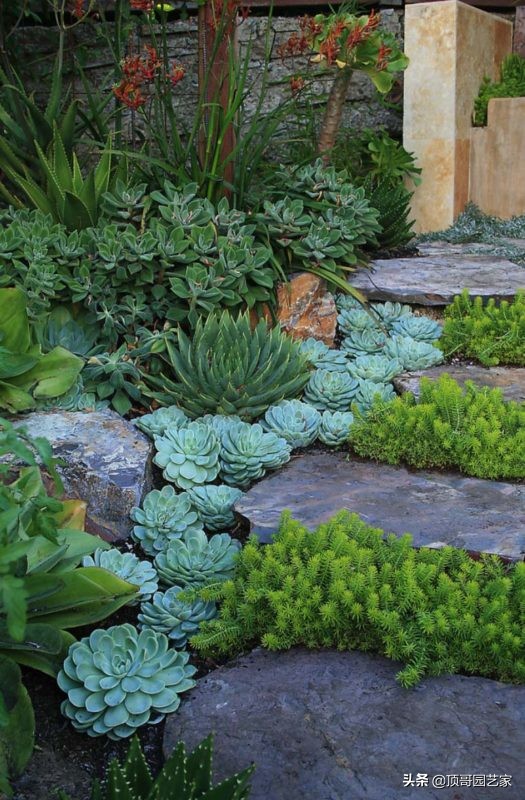 多肉植物盆栽的种植方法,多肉植物花园打造