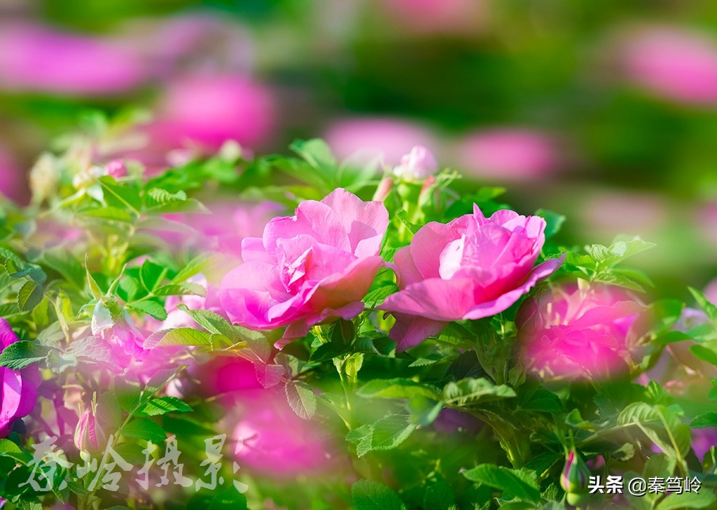 五月玫瑰花期,五月玫瑰盛开时