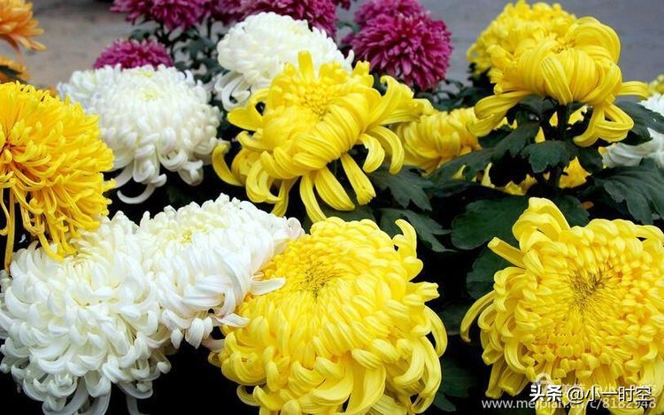 关于重阳节菊花的诗句,重阳节诗情画意