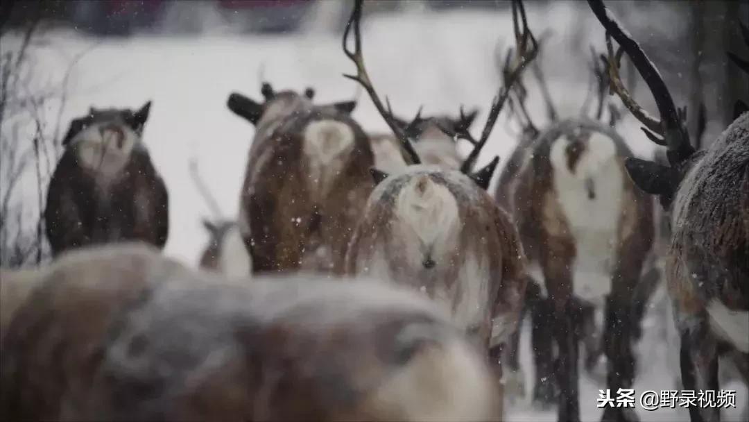 敖鲁古雅原始部落驯鹿喂草,敖鲁古雅驯鹿旅行