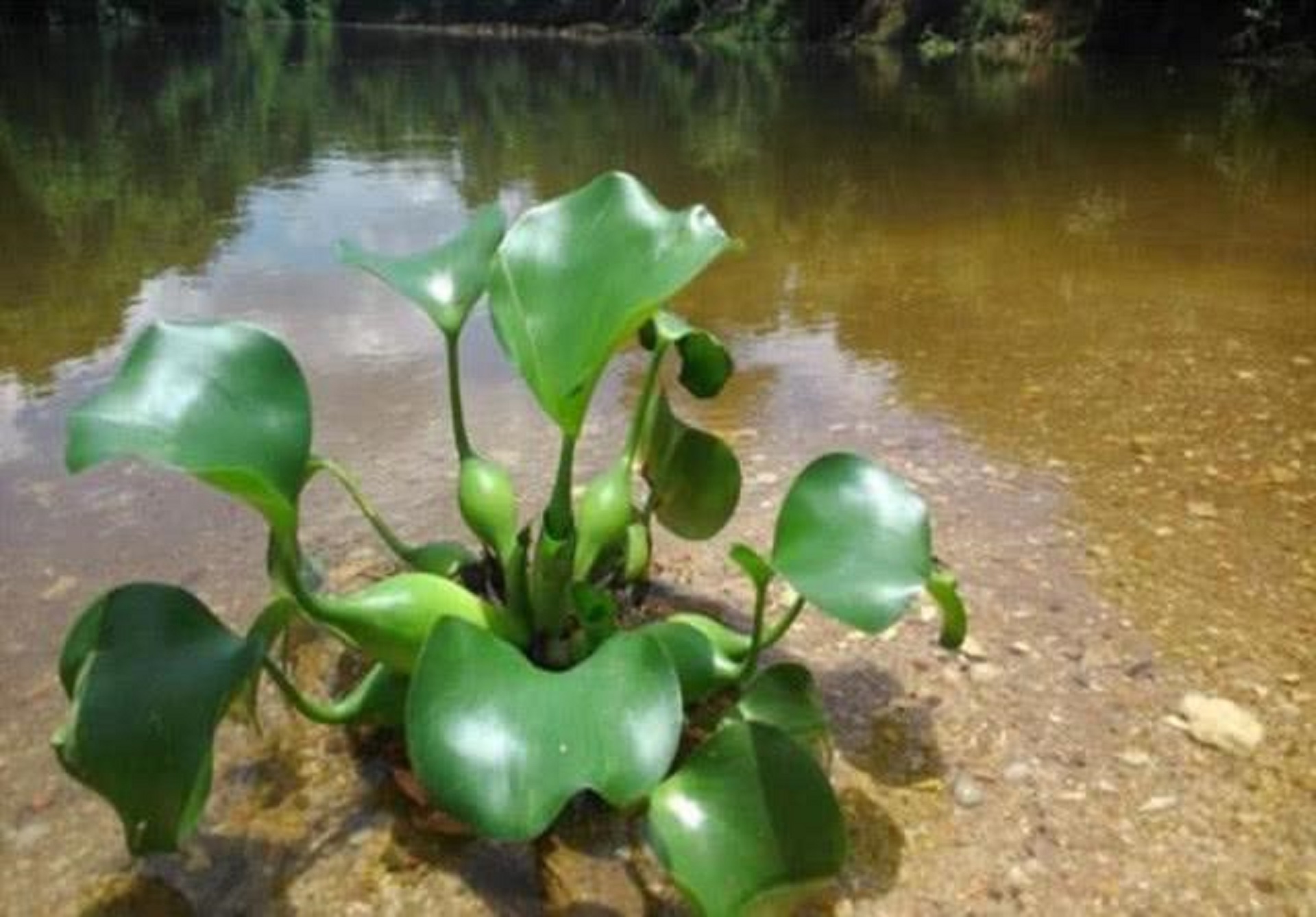 水葫芦在我国泛滥成灾说明了什么,为什么河里的水葫芦很难被根除