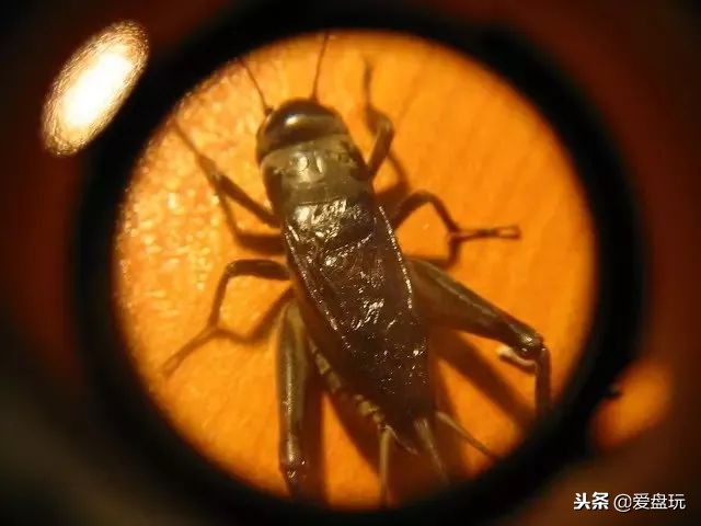 鸣虫之油葫芦和蝈蝈,蝈蝈蟋蟀油葫芦三大鸣虫叫声