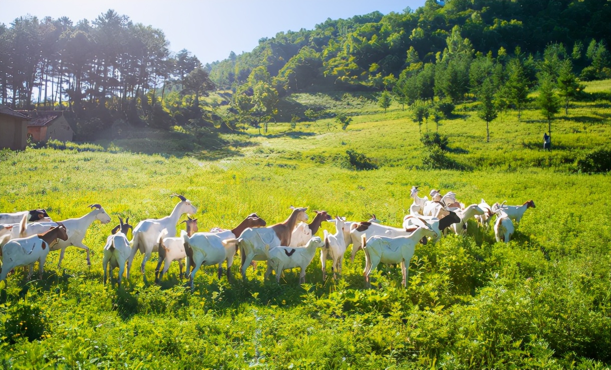 美力源羊奶400克,美力源羊奶是不是纯羊奶