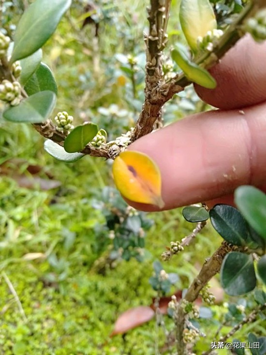 怎样防止小叶黄杨结籽,黄杨枯萎黄叶掉叶补救方法