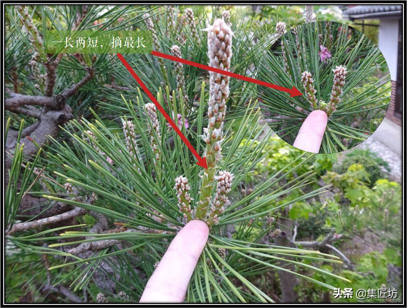 盆景松树移栽后是否剪掉芽,松树盆景修剪