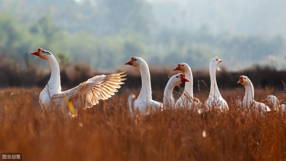 鸭鹅感冒拉白痢用什么药治,鸭鹅拉白痢用什么药