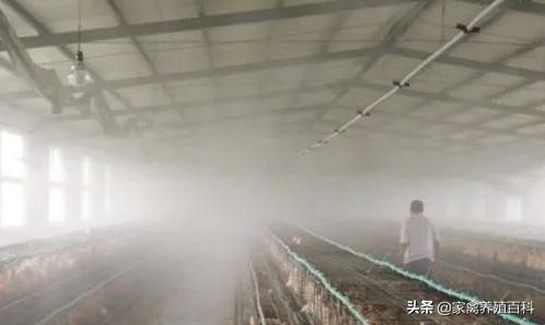 鸡脚软是怎么回事？吃什么才能对症下药？