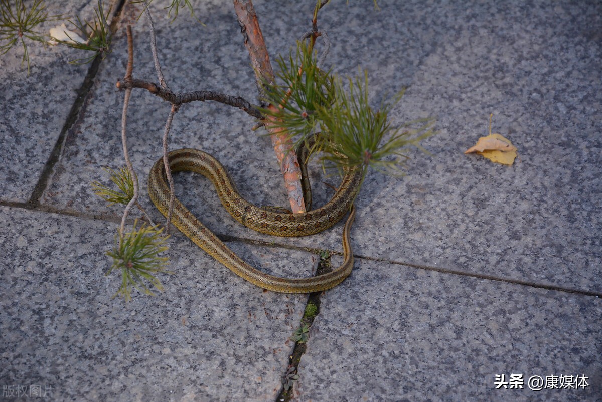 房子周边有蛇有什么方法可以避蛇,房子附近有蛇该用什么药可以赶走